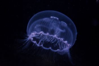 Jellyfish Aurelia aurita, Nikonos V, Macro 1:3, Black Sea by Lyubomir Klissurov 